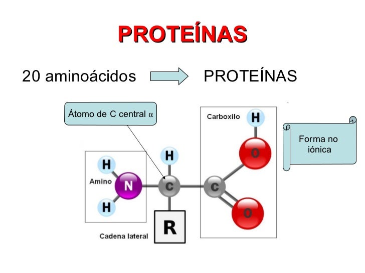 Resultado de imagen de Moléculas de proteínas