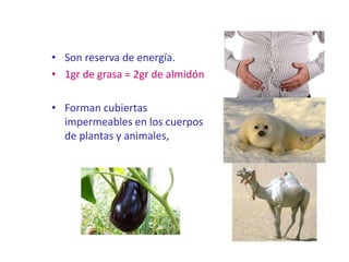 • Son reserva de energía.
• 1gr de grasa = 2gr de almidón
• Forman cubiertas
impermeables en los cuerpos
de plantas y animales,
 