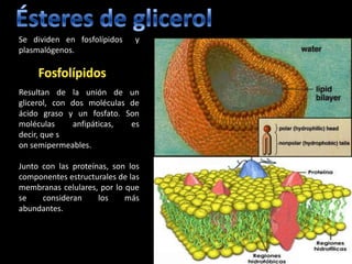 Se dividen en fosfolípidos    y
plasmalógenos.



Resultan de la unión de un
glicerol, con dos moléculas de
ácido graso y un fosfato. Son
moléculas     anfipáticas,  es
decir, que s
on semipermeables.

Junto con las proteínas, son los
componentes estructurales de las
membranas celulares, por lo que
se    consideran     los    más
abundantes.
 