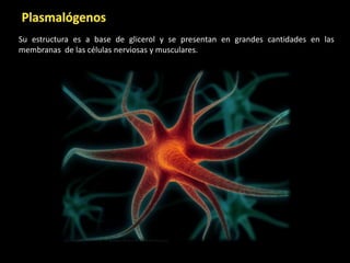 Su estructura es a base de glicerol y se presentan en grandes cantidades en las
membranas de las células nerviosas y musculares.
 