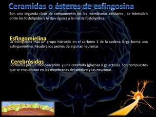 Son una segunda clase de componentes de las membranas celulares , se intercalan
entre los fosfolípidos y le dan rigidez a la matriz fosfolipídica.




La esfingosina más un grupo hidroxilo en el carbono 1 de la cadena larga forma una
esfingomielina. Recubre los axones de algunas neuronas



Formadas por un monosacárido y una ceramida (glucosa o galactosa). Son compuestos
que se encuentran en las membranas del cerebro y las neuronas.
 