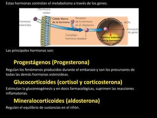 Estas hormonas controlan el metabolismo a través de los genes.




Las principales hormonas son:



Regulan los fenómenos producidos durante el embarazo y son los precursores de
todas las demás hormonas esteroideas.


Estimulan la gluconeogénesis y en dosis farmacológicas, suprimen las reacciones
inflamatorias.


Regulan el equilibrio de sustancias en el riñón.
 