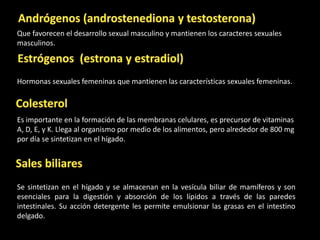 Que favorecen el desarrollo sexual masculino y mantienen los caracteres sexuales
masculinos.



Hormonas sexuales femeninas que mantienen las características sexuales femeninas.



Es importante en la formación de las membranas celulares, es precursor de vitaminas
A, D, E, y K. Llega al organismo por medio de los alimentos, pero alrededor de 800 mg
por día se sintetizan en el hígado.




Se sintetizan en el hígado y se almacenan en la vesícula biliar de mamíferos y son
esenciales para la digestión y absorción de los lípidos a través de las paredes
intestinales. Su acción detergente les permite emulsionar las grasas en el intestino
delgado.
 
