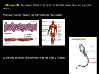 Movimiento: Participan tanto en el de los organelos como en el de la propia
célula.

Miosina y actina regulan los movimientos musculares




La dineina controla el movimiento de los cilios y flagelos
 