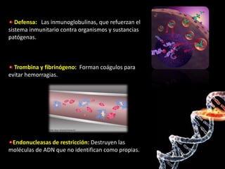 Defensa: Las inmunoglobulinas, que refuerzan el
sistema inmunitario contra organismos y sustancias
patógenas.



  Trombina y fibrinógeno: Forman coágulos para
evitar hemorragias.




 Endonucleasas de restricción: Destruyen las
moléculas de ADN que no identifican como propias.
 