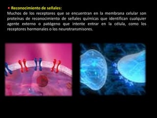 Reconocimiento de señales:
Muchos de los receptores que se encuentran en la membrana celular son
proteínas de reconocimiento de señales químicas que identifican cualquier
agente externo o patógeno que intente entrar en la célula, como los
receptores hormonales o los neurotransmisores.
 