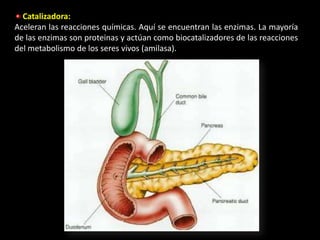 Catalizadora:
Aceleran las reacciones químicas. Aquí se encuentran las enzimas. La mayoría
de las enzimas son proteinas y actúan como biocatalizadores de las reacciones
del metabolismo de los seres vivos (amilasa).
 