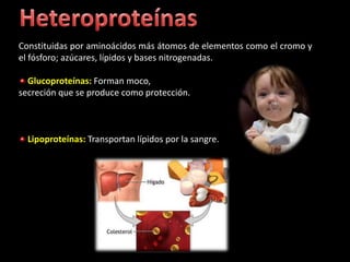 Constituidas por aminoácidos más átomos de elementos como el cromo y
el fósforo; azúcares, lípidos y bases nitrogenadas.

  Glucoproteínas: Forman moco,
secreción que se produce como protección.



  Lipoproteínas: Transportan lípidos por la sangre.
 