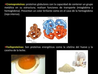 Cromoproteínas: proteínas globulares con la capacidad de contener un grupo
metálico en su estructura; realizan funciones de transporte (mioglobina y
hemoglobina). Presentan un color brillante como en el caso de la hemoglobina
(rojo intenso).




  Fosfoproteínas: Son proteínas energéticas como la vitelina del huevo y la
caseína de la leche.
 