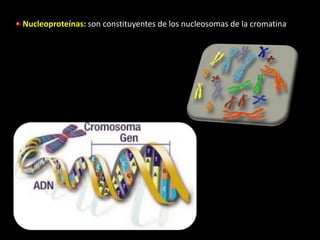 Nucleoproteínas: son constituyentes de los nucleosomas de la cromatina
 