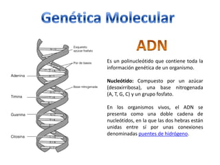 Es un polinucleótido que contiene toda la
información genética de un organismo.

Nucleótido: Compuesto por un azúcar
(desoxirribosa), una base nitrogenada
(A, T, G, C) y un grupo fosfato.

En los organismos vivos, el ADN se
presenta como una doble cadena de
nucleótidos, en la que las dos hebras están
unidas entre sí por unas conexiones
denominadas puentes de hidrógeno.
 