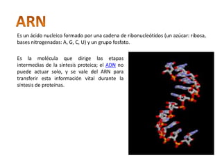 Es un ácido nucleico formado por una cadena de ribonucleótidos (un azúcar: ribosa,
bases nitrogenadas: A, G, C, U) y un grupo fosfato.

Es la molécula que dirige las etapas
intermedias de la síntesis proteica; el ADN no
puede actuar solo, y se vale del ARN para
transferir esta información vital durante la
síntesis de proteínas.
 
