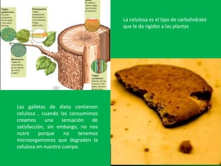 La celulosa es el tipo de carbohidrato
                                     que le da rigidez a las plantas




Las galletas de dieta contienen
celulosa , cuando las consumimos
creamos      una    sensación   de
satisfacción, sin embargo, no nos
nutre     porque     no    tenemos
microorganismos que degraden la
celulosa en nuestro cuerpo.
 