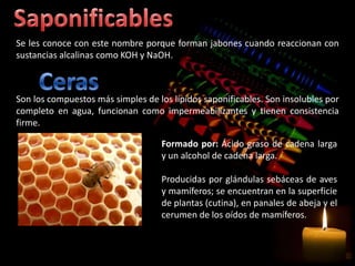 Se les conoce con este nombre porque forman jabones cuando reaccionan con
sustancias alcalinas como KOH y NaOH.



Son los compuestos más simples de los lípidos saponificables. Son insolubles por
completo en agua, funcionan como impermeabilizantes y tienen consistencia
firme.

                                    Formado por: Ácido graso de cadena larga
                                    y un alcohol de cadena larga.

                                    Producidas por glándulas sebáceas de aves
                                    y mamíferos; se encuentran en la superficie
                                    de plantas (cutina), en panales de abeja y el
                                    cerumen de los oídos de mamíferos.
 