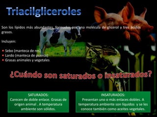 Son los lípidos más abundantes, formados por una molécula de glicerol y tres ácidos
grasos.

Incluyen:

  Sebo (manteca de res)
  Lardo (manteca de puerco)
  Grasas animales y vegetales




               SATURADOS:                                  INSATURADOS:
     Carecen de doble enlace. Grasas de         Presentan uno o más enlaces dobles. A
       origen animal . A temperatura         temperatura ambiente son líquidos y se les
           ambiente son sólidos.               conoce también como aceites vegetales.
 