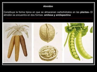 Almidón Constituye la forma típica en que se almacenan carbohidratos en las  plantas-  El almidón se encuentra en dos formas:  amilosa y amilopectina  