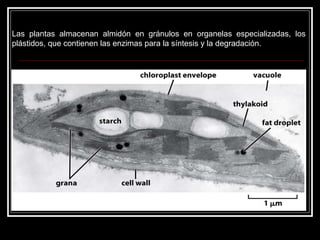 Las plantas almacenan almidón en gránulos en organelas especializadas, los plástidos, que contienen las enzimas para la síntesis y la degradación.  