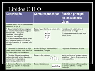 Lípidos C H O Descripción Cómo reconocerlos Función principal en los sistemas vivos Contienen menos O que los carbohidratos en relación con el C y el H 1. Grasas neutras. Combinación de glicerol con una a tres moléculas de ácidos grasos: Monoglicéridos, 1 ácido graso Diglicéridos, 2 ácidos grasos Triglicéridos, 3 ácidos grasos Si los ácidos grasos poseen enlaces dobles entre átomos de carbono (C==C), se dice que están insaturados; de lo contrario, están saturados Buscar el grupo glicerol en un extremo de la molécula: Fuente de energía celular y forma de almacenamiento de energía En multicelulares, pueden funcionar como aislante térmico 2. Fosfolípidos. Se componen de un grupo glicerol unido a uno o dos ácidos grasos y a una base orgánica que contiene fósforo Buscar el glicerol y la cadena lateral que contiene fósforo y nitrógeno Componente de membranas celulares 3. Esteroides. Moléculas complejas que contienen átomos de carbono dispuestos en cuatro anillos entrelazados (tres ciclohexanos y un ciclopentano) Buscar 4 anillos enlazados:  Algunos son hormonas, otros son colesterol, sales biliares y vitamina D; componentes de membranas celulares 4. Carotenoides. Pigmentos anaranjados y amarillos, que cocsisten en unidades de isopreno Buscar unidades isopreno El retinal (importante en la fotorrecepción) y la vitamina A se forman a partir de carotenoides 