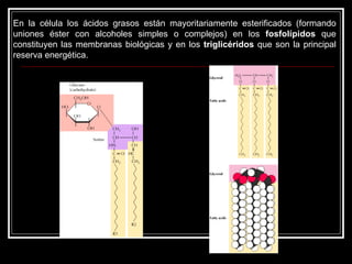 En la célula los ácidos grasos están mayoritariamente esterificados (formando uniones éster con alcoholes simples o complejos) en los  fosfolípidos  que constituyen las membranas biológicas y en los  triglicéridos  que son la principal reserva energética. 