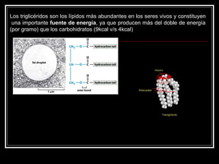 Los triglicéridos son los lípidos más abundantes en los seres vivos y constituyen  una importante  fuente de energía , ya que producen más del doble de energía (por gramo) que los carbohidratos (9kcal v/s 4kcal) 