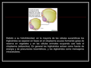 Debido a su hidrofobicidad, en la mayoría de las células eucarióticas los triglicéridos se separan en fases en el citoplasma acuoso formando gotas de reserva en vegetales y en las células animales ocupando casi todo el citoplasma (adipocitos). En general los triglicéridos actúan como fuente de energía y de precursores biosintéticos, y los diglicéridos como mensajeros intracelulares. 