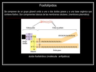 Fosfolípidos Se componen de un grupo glicerol unido a uno o dos ácidos grasos y a una base orgánica que contiene fósforo. Son componentes básicos de las membranas celulares. (membrana plasmática) ácido fosfatídico  (molécula  anfipátic a)   