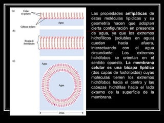 Las propiedades  anfipáticas  de estas moléculas lipídicas y su geometría hacen que adopten cierta configuración en presencia de agua, ya que los extremos hidrofílicos (solubles en agua) quedan hacia afuera, interactuando con el agua circundante. Los extremos hidrófobos se orientan en el sentido opuesto.  La membrana celular es una bicapa lipídica  (dos capas de fosfolípidos) cuyas moléculas tienen los extremos hidrófobos hacia el centro y las cabezas hidrófilas hacia el lado externo de la superficie de la membrana.  