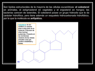 Son lípidos estructurales de la mayoría de las células eucarióticas:  el colesterol  en animales, el estigmasterol en vegetales y el ergosterol en hongos; las bacterias carecen de esteroles. El colesterol posee un grupo hidroxilo que le da carácter hidrofílico, pero tiene además un esqueleto hidrocarbonado hidrofóbico, por lo que la molécula es  anfipática. 