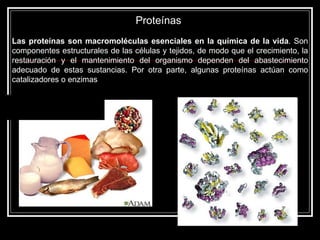 Proteínas  Las proteínas son macromoléculas esenciales en la química de la vida . Son componentes estructurales de las células y tejidos, de modo que el crecimiento, la restauración y el mantenimiento del organismo dependen del abastecimiento adecuado de estas sustancias. Por otra parte, algunas proteínas actúan como catalizadores o enzimas  