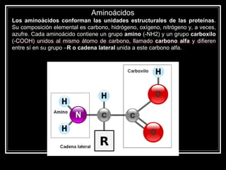 Aminoácidos  Los aminoácidos conforman las unidades estructurales de las proteínas . Su composición elemental es carbono, hidrógeno, oxígeno, nitrógeno y, a veces, azufre. Cada aminoácido contiene un grupo  amino  (-NH2) y un grupo  carboxilo  (-COOH) unidos al mismo átomo de carbono, llamado  carbono alfa  y difieren entre sí en su grupo   R o cadena lateral  unida a este carbono alfa.  