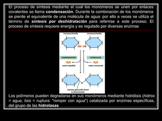 El proceso de síntesis mediante el cual los monómeros se unen por enlaces covalentes se llama  condensación . Durante la combinación de los monómeros se pierde el equivalente de una molécula de agua: por ello a veces se utiliza el término de  síntesis por deshidratación  para referirse a este proceso. El proceso de síntesis requiere energía y es regulado por diversas enzimas Los polímeros pueden degradarse en sus monómeros mediante hidrólisis ( hidros  = agua,  lisis  = ruptura: "romper con agua") catalizada por enzimas específicas, del grupo de las  hidrolasas 