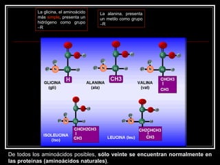De todos los aminoácidos posibles,  sólo veinte se encuentran normalmente en las proteínas (aminoácidos naturales) . La glicina, el aminoácido más  simple , presenta un hidrógeno como grupo   R La alanina, presenta un metilo como grupo   R 