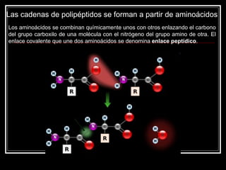 Las cadenas de polipéptidos se forman a partir de aminoácidos  Los aminoácidos se combinan químicamente unos con otros enlazando el carbono del grupo carboxilo de una molécula con el nitrógeno del grupo amino de otra. El enlace covalente que une dos aminoácidos se denomina  enlace peptídico .  