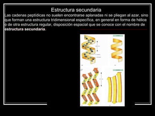 Estructura secundaria  Las cadenas peptídicas no suelen encontrarse aplanadas ni se pliegan al azar, sino que forman una estructura tridimensional específica, en general en forma de hélice o de otra estructura regular, disposición espacial que se conoce con el nombre de  estructura secundaria .  