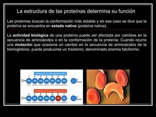 La estructura de las proteínas determina su función  Las proteínas buscan la conformación más estable y en ese caso se dice que la proteína se encuentra en  estado nativo  (proteína nativa).  La  actividad biológica  de una proteína puede ser afectada por cambios en la secuencia de aminoácidos o en la conformación de la proteína. Cuando ocurre una  mutación  que ocasiona un cambio en la secuencia de aminoácidos de la hemoglobina, puede producirse un trastorno, denominado anemia falciforme.  