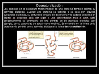 Los cambios en la estructura tridimensional de una proteína también alteran su actividad biológica. Cuando una proteína se calienta o se trata con algunas sustancias químicas, su estructura terciaria se distorsiona y la cadena peptídica en espiral se desdobla para dar lugar a una conformación más al azar. Este desdoblamiento se acompaña de una pérdida de su actividad biológica (por ejemplo, de su capacidad de actuar como enzima). Este cambio en la forma de la proteína y la pérdida de su actividad biológica se Ilama  desnaturalización .  Desnaturalización.  