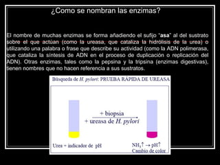 El nombre de muchas enzimas se forma añadiendo el sufijo “ asa ” al del sustrato sobre el que actúan (como la ureasa, que cataliza la hidrólisis de la urea) o utilizando una palabra o frase que describe su actividad (como la ADN polimerasa, que cataliza la síntesis de ADN en el proceso de duplicación o replicación del ADN). Otras enzimas, tales como la pepsina y la tripsina (enzimas digestivas), tienen nombres que no hacen referencia a sus sustratos.  ¿Como se nombran las enzimas? 