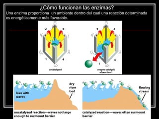 ¿Cómo funcionan las enzimas?  Una enzima proporciona  un ambiente dentro del cual una reacción determinada es energéticamente más favorable.  