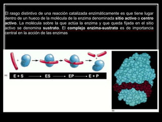 El rasgo distintivo de una reacción catalizada enzimáticamente es que tiene lugar dentro de un hueco de la molécula de la enzima denominada  sitio activo  o  centro activo . La molécula sobre la que actúa la enzima y que queda fijada en el sitio activo se denomina  sustrato . El  complejo enzima-sustrato  es de importancia central en la acción de las enzimas  E + S  ES  EP  E + P   E, S  y  P  representan enzima, sustrato y producto, respectivamente.  ES  y  EP  son complejos de la enzima con el sustrato y con el producto, respectivamente.  