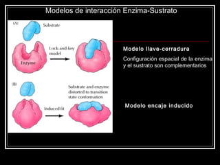 Modelos de interacción Enzima-Sustrato Modelo llave-cerradura Configuración espacial de la enzima y el sustrato son complementarios Modelo encaje inducido 