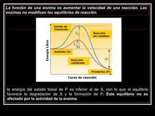 La función de una enzima es aumentar la velocidad de una reacción. Las enzimas no modifican los equilibrios de reacción .   la energía del estado basal de P es inferior al de S, con lo que el equilibrio favorece la degradación de S y la formación de P . Este equilibrio  no  es afectado por la actividad de la enzima.   