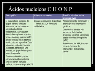 Ácidos nucleicos C H O N P Descripción Cómo reconocerlos Función principal en los sistemas vivos El esqueleto se compone de grupos pentosa y fosfato alternados, de los cuales se proyectan las bases nitrogenadas. ADN: azúcar desoxirribosa y bases adenina, timina, citocina y guanina; ARN: azúcar ribosa y bases adenina, uracilo, citocina y guanina. Cada subunidad molecular, llamada nucleótido, consiste en una pentosa, un grupo fosfato y una base nitrogenada Existen nucleótidos que no estructuran ácidos nucleicos, sino que tienen 3 grupos fosfatos, ricos en energía: el ATP Buscar un esqueleto de pentosa – fosfato. El ADN forma una doble hélice Almacenamiento, transmisión y expresión de la información genética Control de la síntesis y la secuencia de todas las proteínas, enviando un mensaje desde el núcleo al citoplasma (ARN) Para el caso del ATP, funciona como la “moneda de intercambio” de la energía celular 