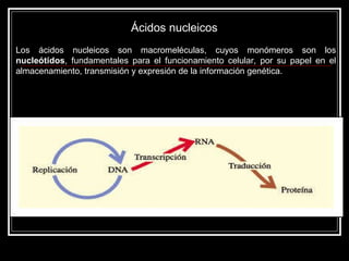 Ácidos nucleicos  Los ácidos nucleicos son macromeléculas, cuyos monómeros son los  nucleótidos , fundamentales para el funcionamiento celular, por su papel en el almacenamiento, transmisión y expresión de la información genética.  