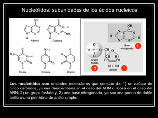 Nucleótidos: subunidades de los ácidos nucleicos  Los nucleótidos son  unidades moleculares que constan de: 1) un azúcar de cinco carbonos, ya sea desoxirribosa en el caso del ADN o ribosa en el caso del ARN; 2) un grupo fosfato y, 3) una base nitrogenada, ya sea una purina de doble anillo o una pirimidina de anillo simple.  11 1 2 3 