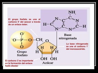 La base nitrogenada se une al carbono 1’ del monosacárido.  El grupo fosfato se une al carbono 5’ del azúcar a través de un enlace éster. El carbono 3´es importante en la formación del enlace fosfo diester 