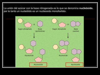 La unión del azúcar con la base nitrogenada es lo que se denomina  nucleósido , por lo tanto un nucleótido es un nucleosido monofosfato. 