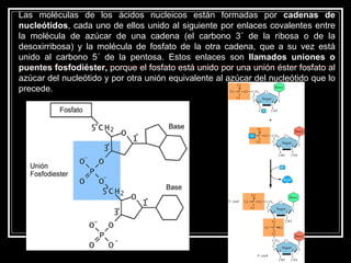Las moléculas de los ácidos nucleicos están formadas por  cadenas de nucleótidos , cada uno de ellos unido al siguiente por enlaces covalentes entre la molécula de azúcar de una cadena (el carbono 3´ de la ribosa o de la desoxirribosa) y la molécula de fosfato de la otra cadena, que a su vez está unido al carbono 5´ de la pentosa. Estos enlaces son  Ilamados uniones o puentes fosfodiéster,  porque el fosfato está unido por una unión éster fosfato al azúcar del nucleótido y por otra unión equivalente al azúcar del nucleótido que lo precede.  