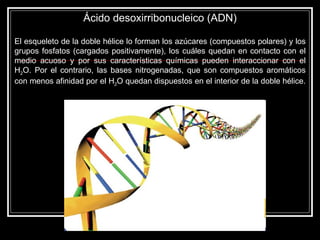 El esqueleto de la doble hélice lo forman los azúcares (compuestos polares) y los grupos fosfatos (cargados positivamente), los cuáles quedan en contacto con el medio acuoso y por sus características químicas pueden interaccionar con el H 2 O. Por el contrario, las bases nitrogenadas, que son compuestos aromáticos con menos afinidad por el H 2 O quedan dispuestos en el interior de la doble hélice.  Ácido desoxirribonucleico (ADN) 