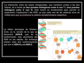La interacción entre las bases nitrogenadas, que mantiene unidas a las dos hebras, es a través de  dos puentes hidrógenos entre A con T  y  tres puentes hidrógeno entre C con G.  Este hecho es fundamental para permitir la duplicación (“replicación”) del ADN, ya que cada una de las cadenas sirve de molde para que se produzca la cadena complementaria respectiva.  La hélice dextrógira de Watson-Crick, es la versión de lo que se denomina  ADN-B , que es la conformación más abundante del ADN en las células. Sin embargo existen otras dos conformaciones que son el  ADN-A y el ADN-Z.   
