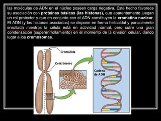 las moléculas de ADN en el núcleo poseen carga negativa. Este hecho favorece su asociación con  proteínas básicas (las histonas),  que aparentemente juegan un rol protector y que en conjunto con el ADN constituyen la  cromatina nuclear . El ADN (y las histonas asociadas) se dispone en forma helicoidal y parcialmente enrollada mientras la célula está en actividad normal, pero sufre una gran condensación (superenrrollamiento) en el momento de la división celular, dando lugar a los  cromosomas .  